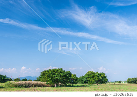 夏の太間公園　大阪府寝屋川市 130268619