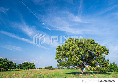 夏の太間公園　大阪府寝屋川市 130268620