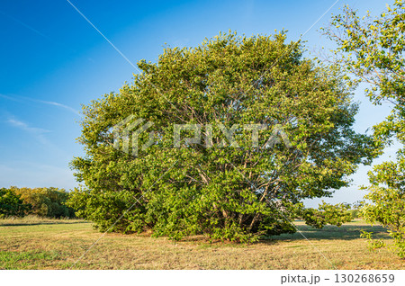 淀川河川公園風景　大阪府守口市 130268659