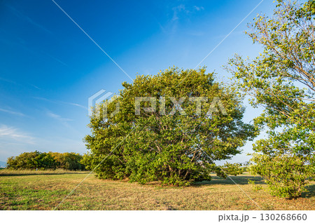 淀川河川公園風景　大阪府守口市 130268660