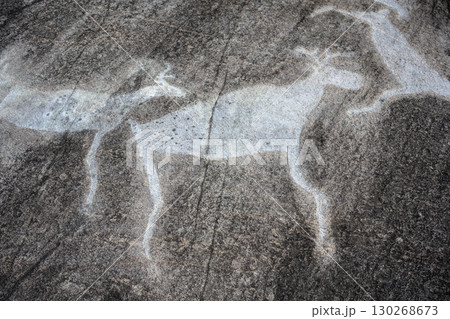 Ancient rock carvings of animal, prehistoric art on weathered stone surface near Belomorsk, Karelia, Russia. 130268673