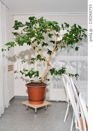 The Lush Indoor Ficus Tree resides beautifully in a Contemporary Space, enhancing the ambiance The Lush Indoor Ficus Tree resides beautifully in a Contemporary Space, enhancing the ambiance 130268755