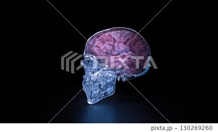 The Crystal Skull and Brain for sci or medical concept 3d Rendering. 130269260