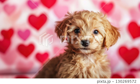 portrait background fur eyes shade closeup puppy puppys 130269572
