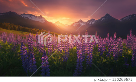 portrayal meadow hues sun bathed setting rising vivid 130269673