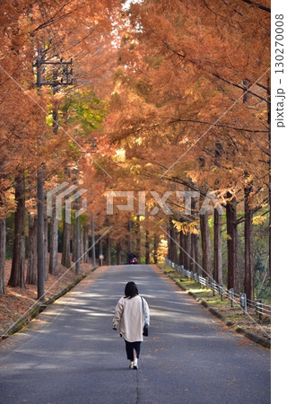 秋の紅葉に染まるメタセコイア並木道を歩く女性 秋の紅葉に染まるメタセコイア並木道を歩く女性 130270008