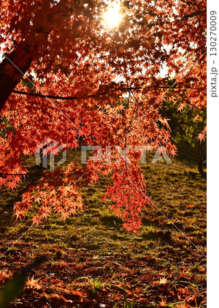 紅葉のある風景 130270009