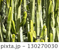Exotic wild plants, cacti growing on desert soil, stems of green cactus closeup. 130270030