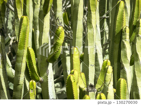 Exotic wild plants, cacti growing on desert soil, stems of green cactus closeup. Exotic wild plants, cacti growing on desert soil, stems of green cactus closeup. 130270030