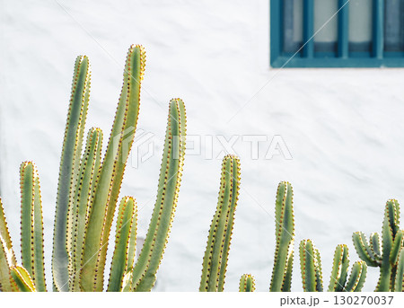 Exotic mini garden with large green cactus, a black and a white walls of a house on the background. Exotic mini garden with large green cactus, a black and a white walls of a house on the background. 130270037