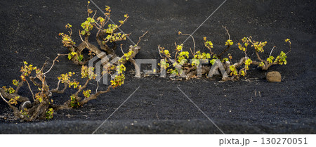 Vineyards in the black lava ground with a growing grapes of La Geria, Lanzarote Island. 130270051