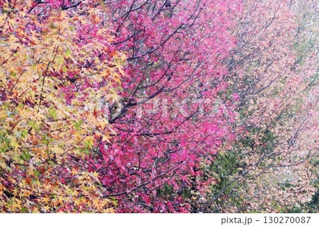 カラフルな紅葉の風景 130270087