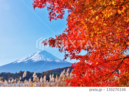 秋の紅葉とススキ　そして富士山 130270198