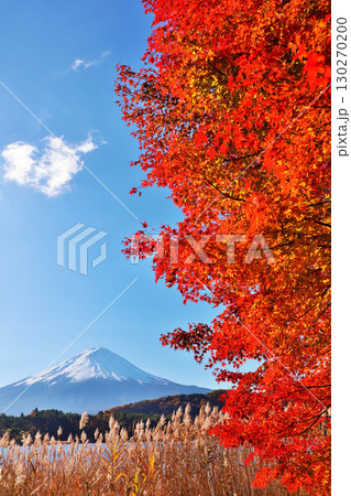 秋の紅葉とススキ　そして富士山 130270200