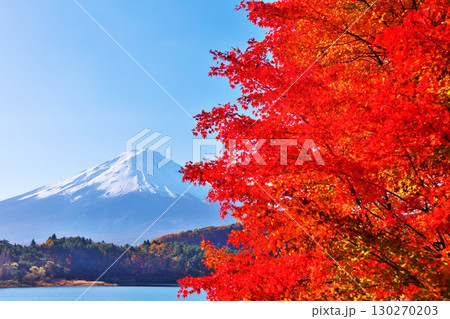 秋の紅葉と富士山 130270203