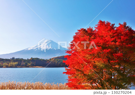 秋の紅葉と富士山 秋の紅葉と富士山 130270204
