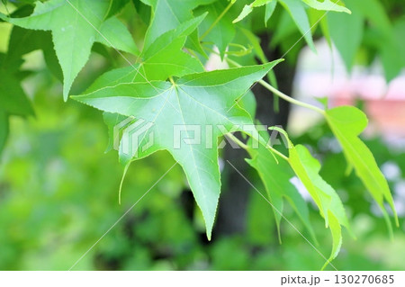 爽やか　新緑　アメリカフウ 130270685