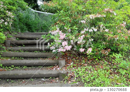 可愛い カルミアの花 可愛い カルミアの花 130270688