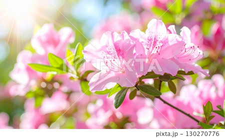 ツツジの花 ツツジの花 130270776