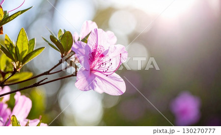 ツツジの花 130270777