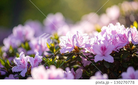 ツツジの花 ツツジの花 130270778