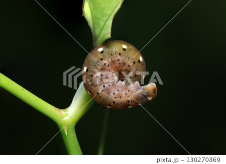 ハチガタハバチの茶系色彩変異型の幼虫(自然環境下昆虫類ストロボマクロ撮影) ハチガタハバチの茶系色彩変異型の幼虫(自然環境下昆虫類ストロボマクロ撮影) 130270869