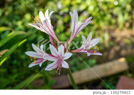 庭で満開のリコリス・インカルナータ（タヌキノカミソリ） 130270922