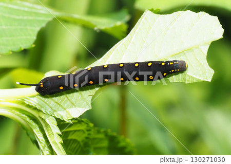 セスジスズメの幼虫 130271030