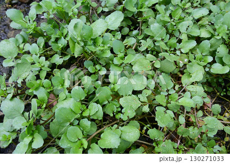 野生化して湧水の周りに群生しているクレソン 130271033