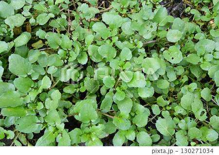 野生化して湧水の周りに群生しているクレソン 130271034