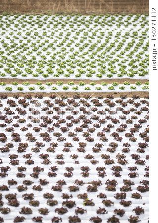 春の植え付け直後のレタス畑 130271112