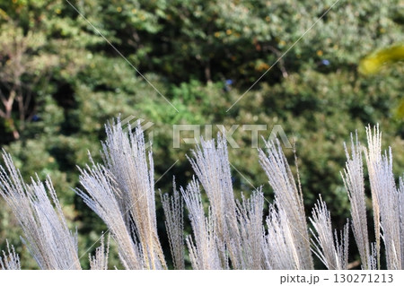 ススキの穂の写真 130271213