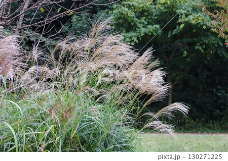ススキの写真 130271225