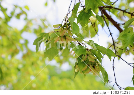 トウカエデの若葉 130271255