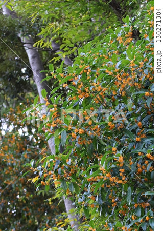 満開のキンモクセイの木 満開のキンモクセイの木 130271304