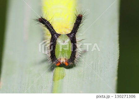 クロコノマチョウの幼虫 130271306