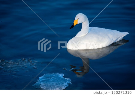 水面に浮かぶ1羽の白鳥と氷 130271310