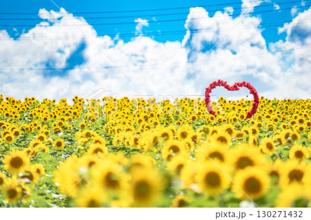 満開で出迎えるひまわり 130271432