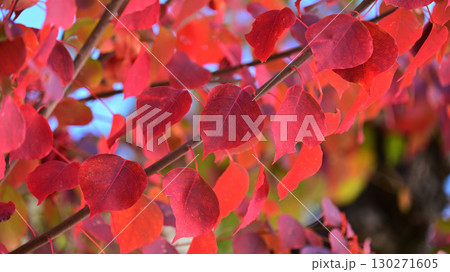 ナンキンハゼ/なんきんはぜ/南京櫨 (紅葉) ナンキンハゼ/なんきんはぜ/南京櫨 (紅葉) 130271605