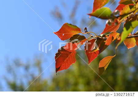 ナンキンハゼ/なんきんはぜ/南京櫨 (紅葉) ナンキンハゼ/なんきんはぜ/南京櫨 (紅葉) 130271617