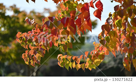 ナンキンハゼ／なんきんはぜ／南京櫨　(紅葉) 130271622