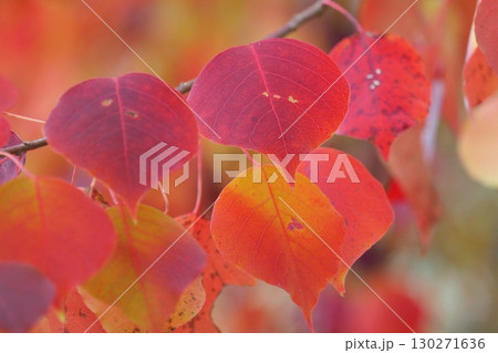 ナンキンハゼ／なんきんはぜ／南京櫨　(紅葉) 130271636