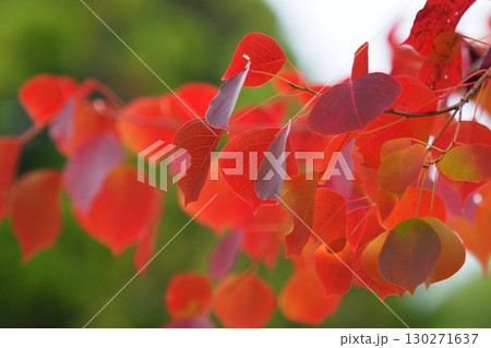 ナンキンハゼ／なんきんはぜ／南京櫨　(紅葉) 130271637