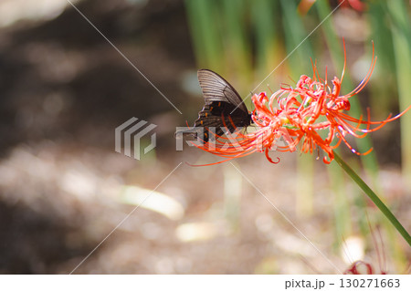 彼岸花の蜜を吸うクロアゲハ 130271663