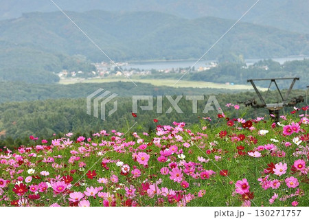 コスモスのある風景 130271757