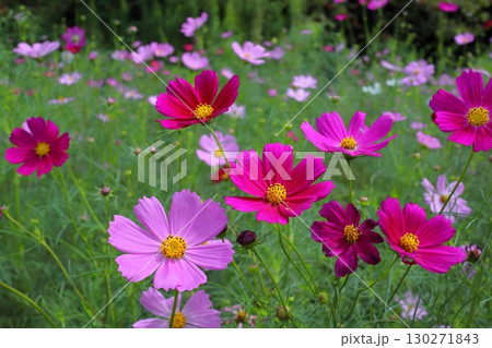 コスモスの花の写真 コスモスの花の写真 130271843