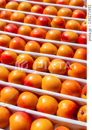 Autumn background of ripe fruits - Vibrant row of ripe nectarines ready for harvest in a sunny orchard during the early autumn season Autumn background of ripe fruits - Vibrant row of ripe nectarines ready for harvest in a sunny orchard during the early autumn season 130271991