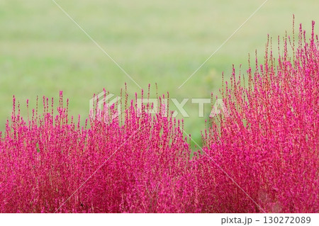 赤く紅葉したコキア 130272089