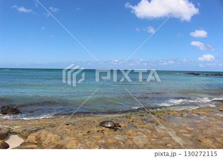 ハワイのビーチのウミガメ　ホヌ 130272115