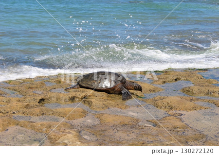 ハワイのビーチのウミガメ　ホヌ 130272120